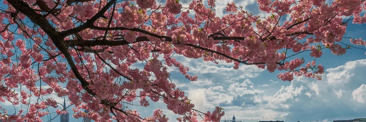 Cherry Blossom Tree - Spring